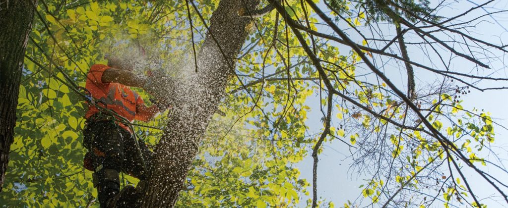 Tree Service
