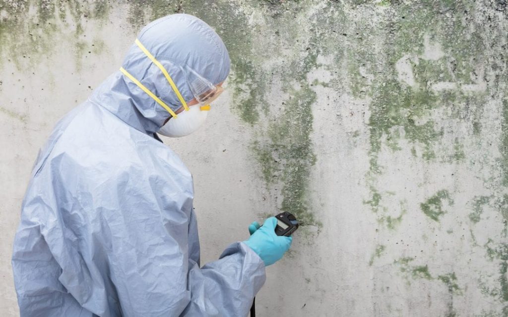 mold remediation 
